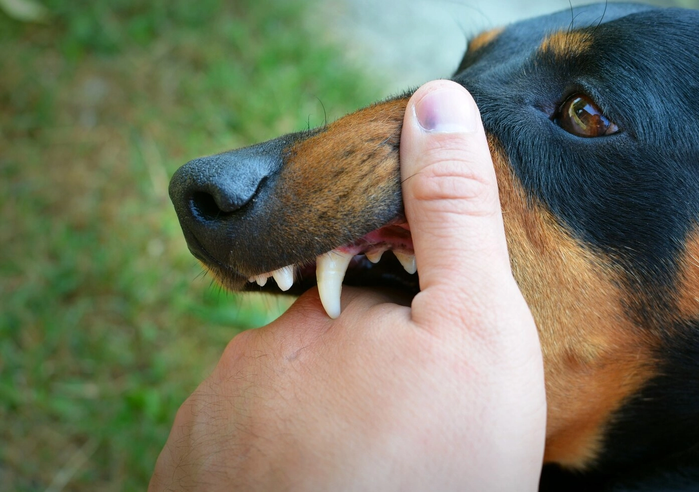 vicious-dog-showing-teeth-biting-hand